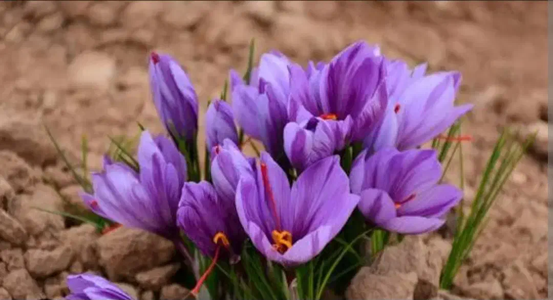 گل زعفران|خوردنی و آشامیدنی|سبزوار, فیاض|دیوار