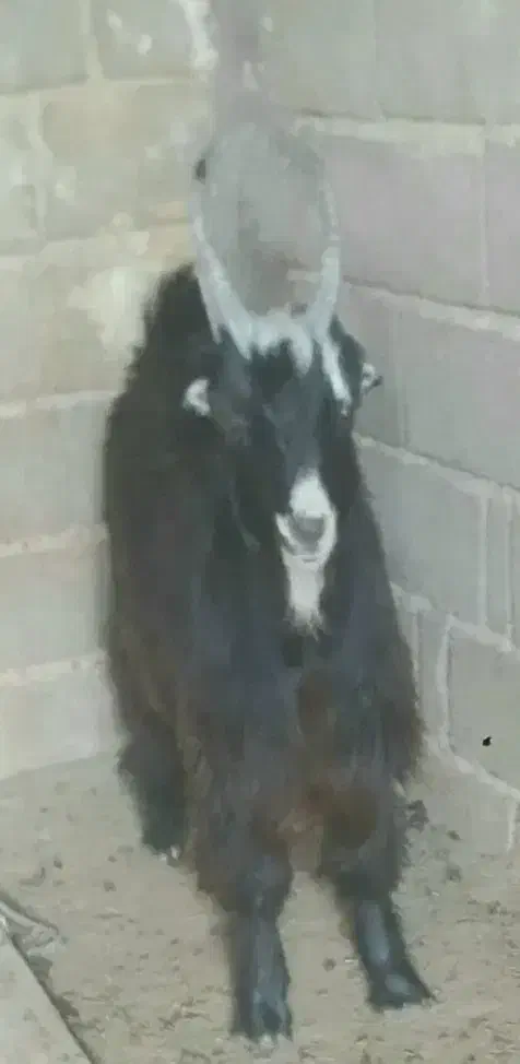 بزغاله   شاخ انبری  ترکی  اصیل|حیوانات مزرعه|شهرضا, |دیوار