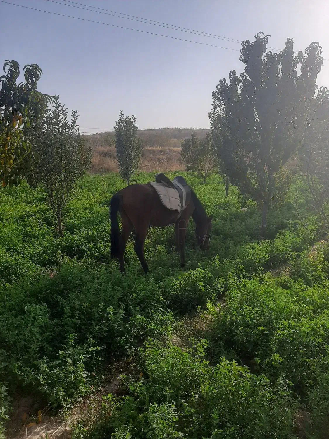 اسب نریون|اسب و تجهیزات اسبسواری|قوچان, |دیوار