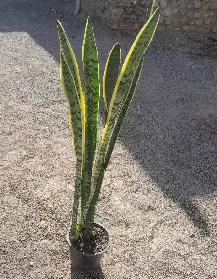 سانسوریا فقط ۲۰۰|گل و گیاه طبیعی|زابل, |دیوار