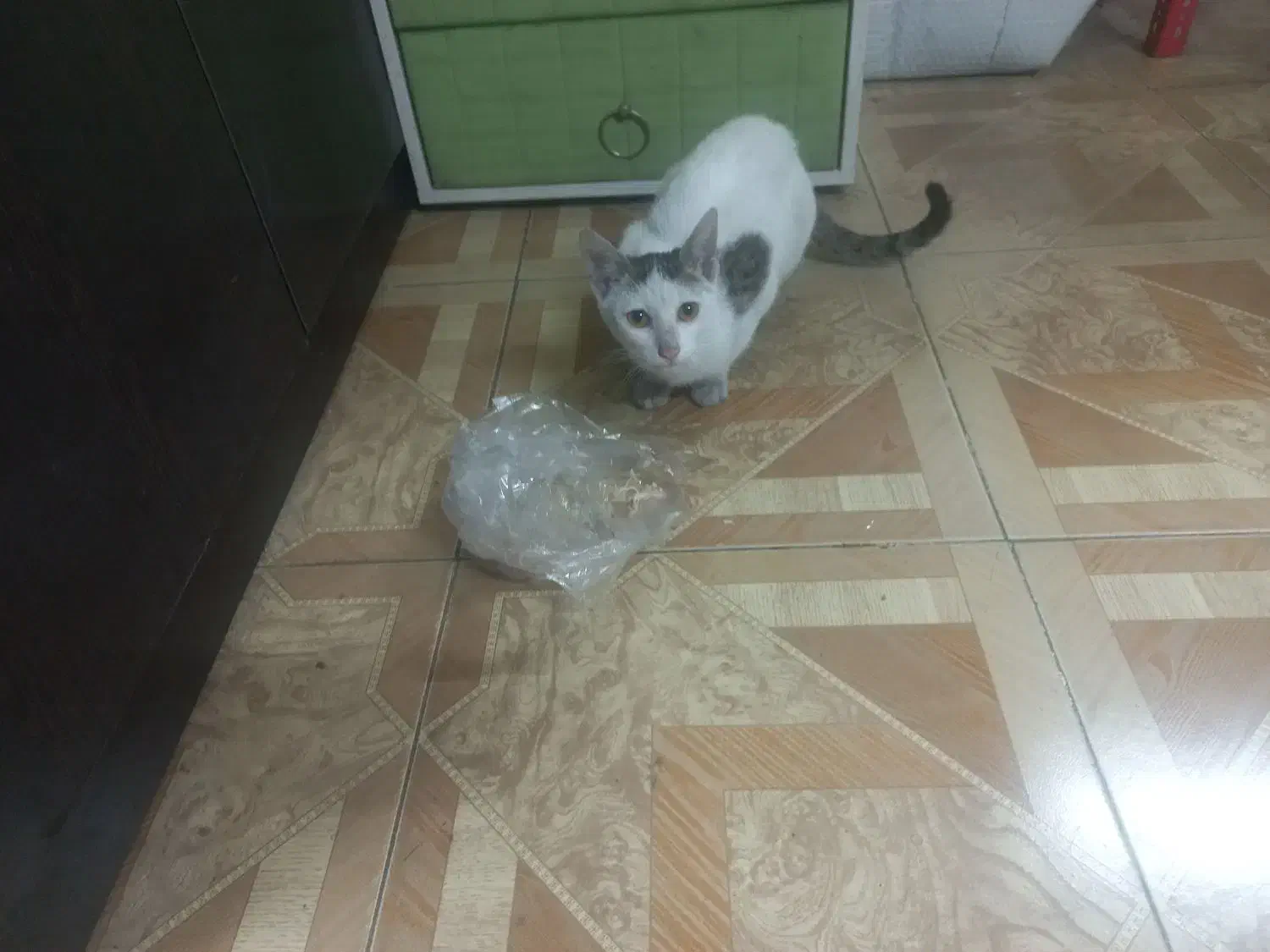 گربه|گربه|رشت, جانبازان|دیوار