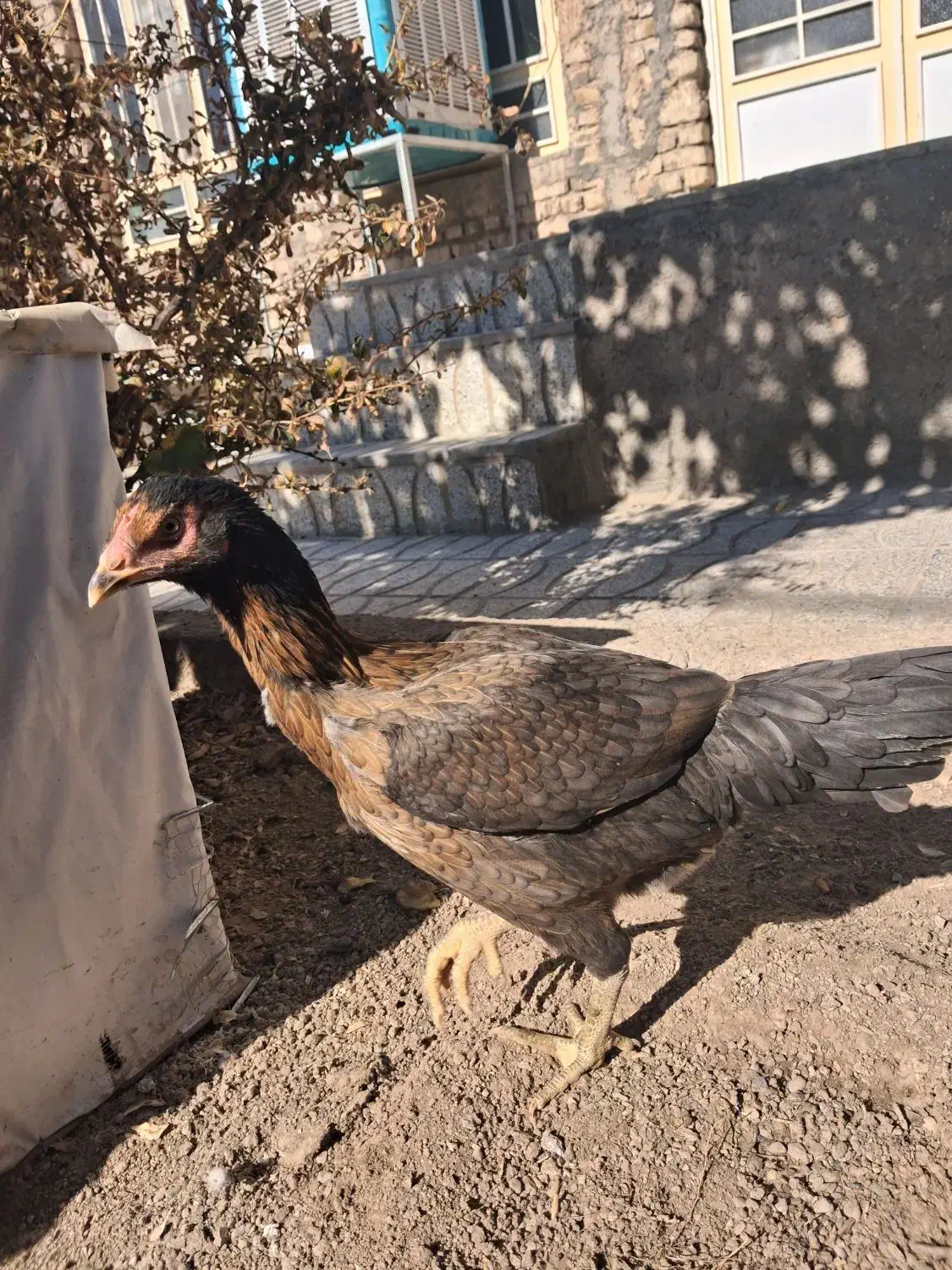 مرغ لاری|حیوانات مزرعه|تربت‌حیدریه, بی بی حسنیه|دیوار