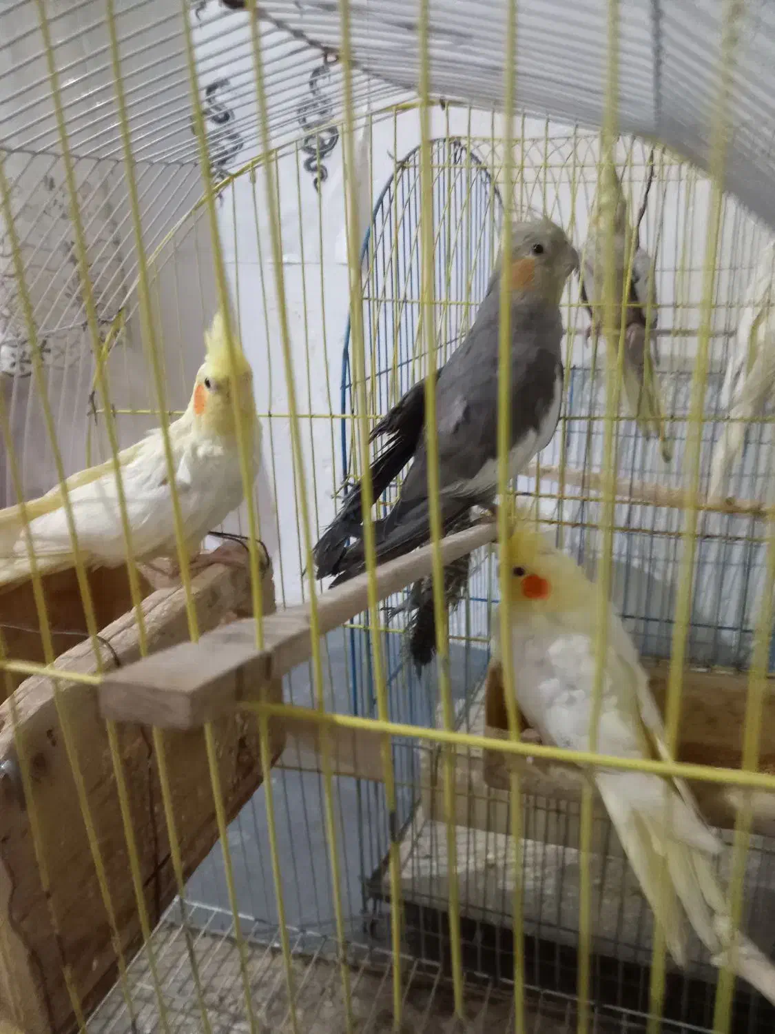 طوطی عروس|پرنده|قائمشهر, |دیوار