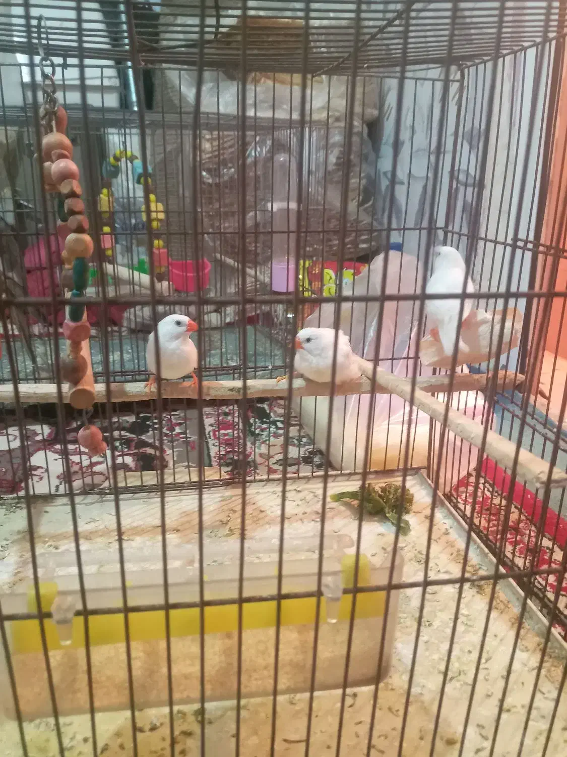 سه عدد فینج|پرنده|مرند, |دیوار