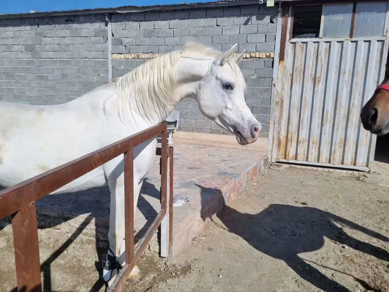 عرب دوسروارداتی|اسب و تجهیزات اسبسواری|صباشهر, |دیوار