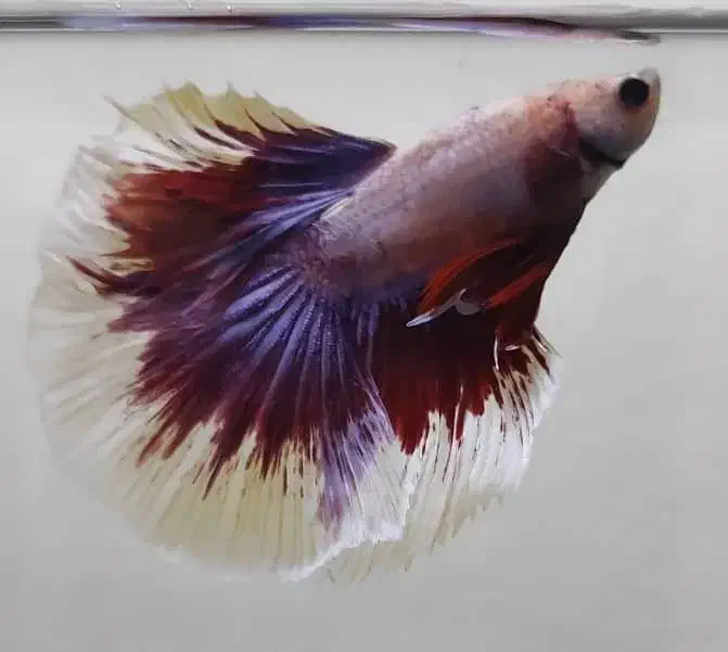 ماهی فایتر هافمون|ماهی|تهران, سهروردی|دیوار