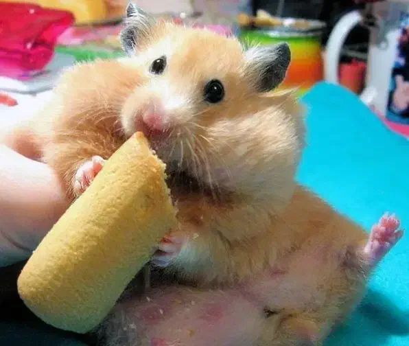 همستر با قفس و غذا|موش و خرگوش|اراک, |دیوار