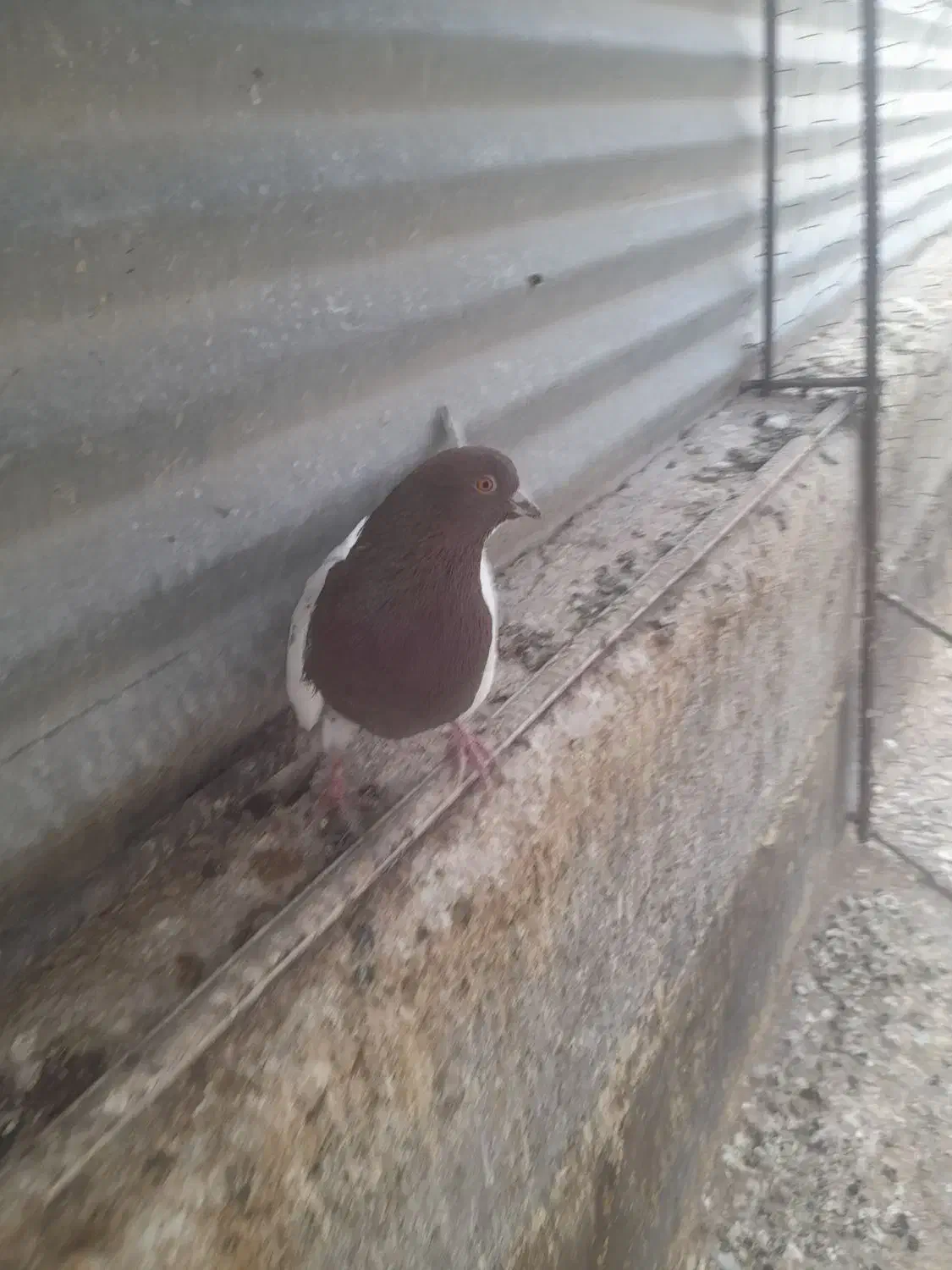 دوتا کبوتر|پرنده|قزوین, |دیوار