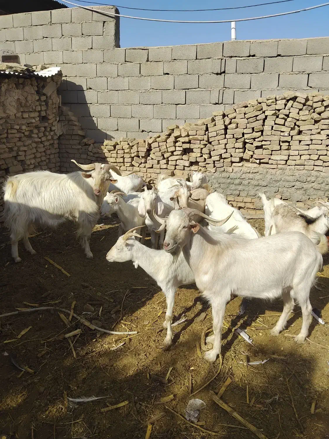 بز سانن|حیوانات مزرعه|هلالی, |دیوار