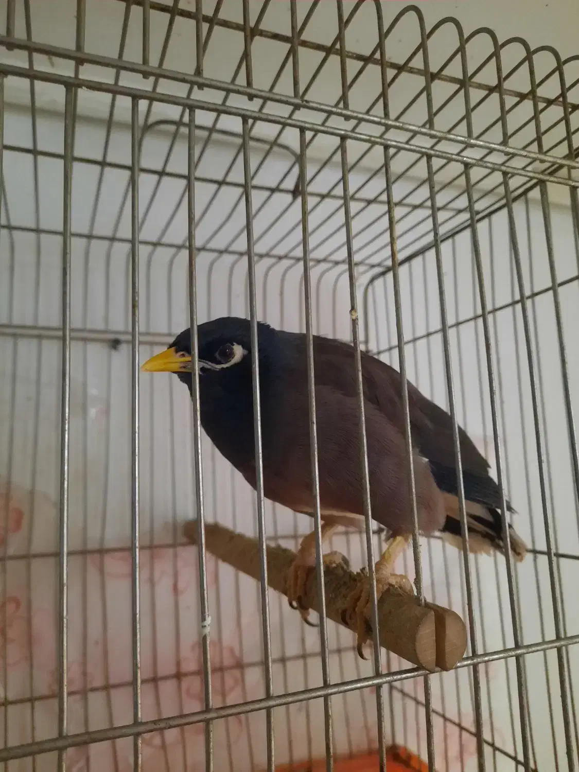 فروش مرغ مینا|پرنده|بومهن, |دیوار