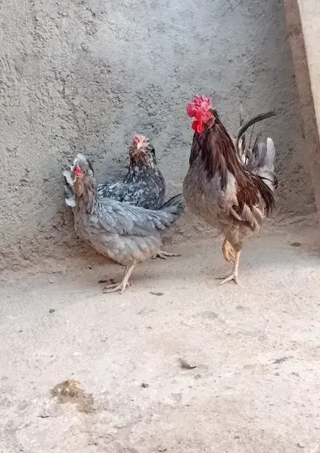 مرغ گلین|حیوانات مزرعه|اهواز, اسلام آباد غربی|دیوار