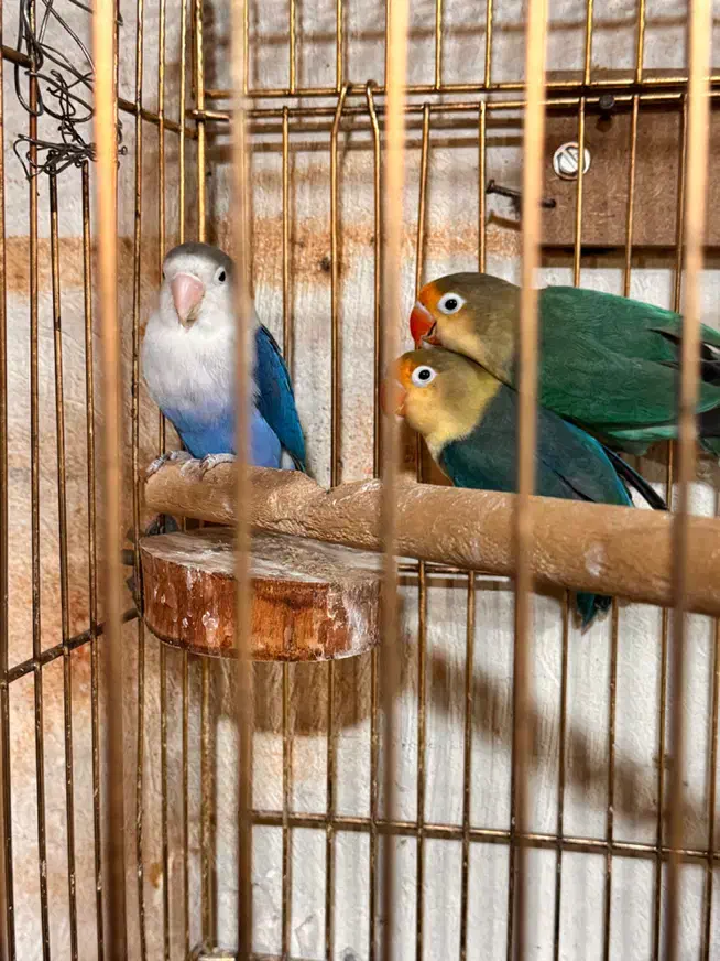 کوتوله برزیلی پاربلو|پرنده|پردیس, کمرد|دیوار