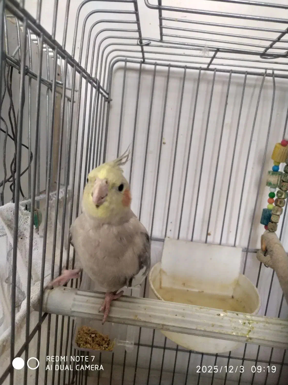 عروس هلندی ماده|پرنده|بروجرد, |دیوار