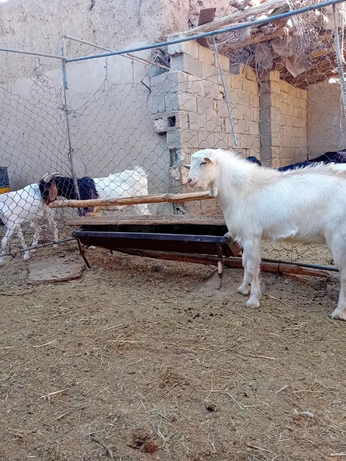فروش یک عدد نر بزغاله سانن|حیوانات مزرعه|بسطام, |دیوار