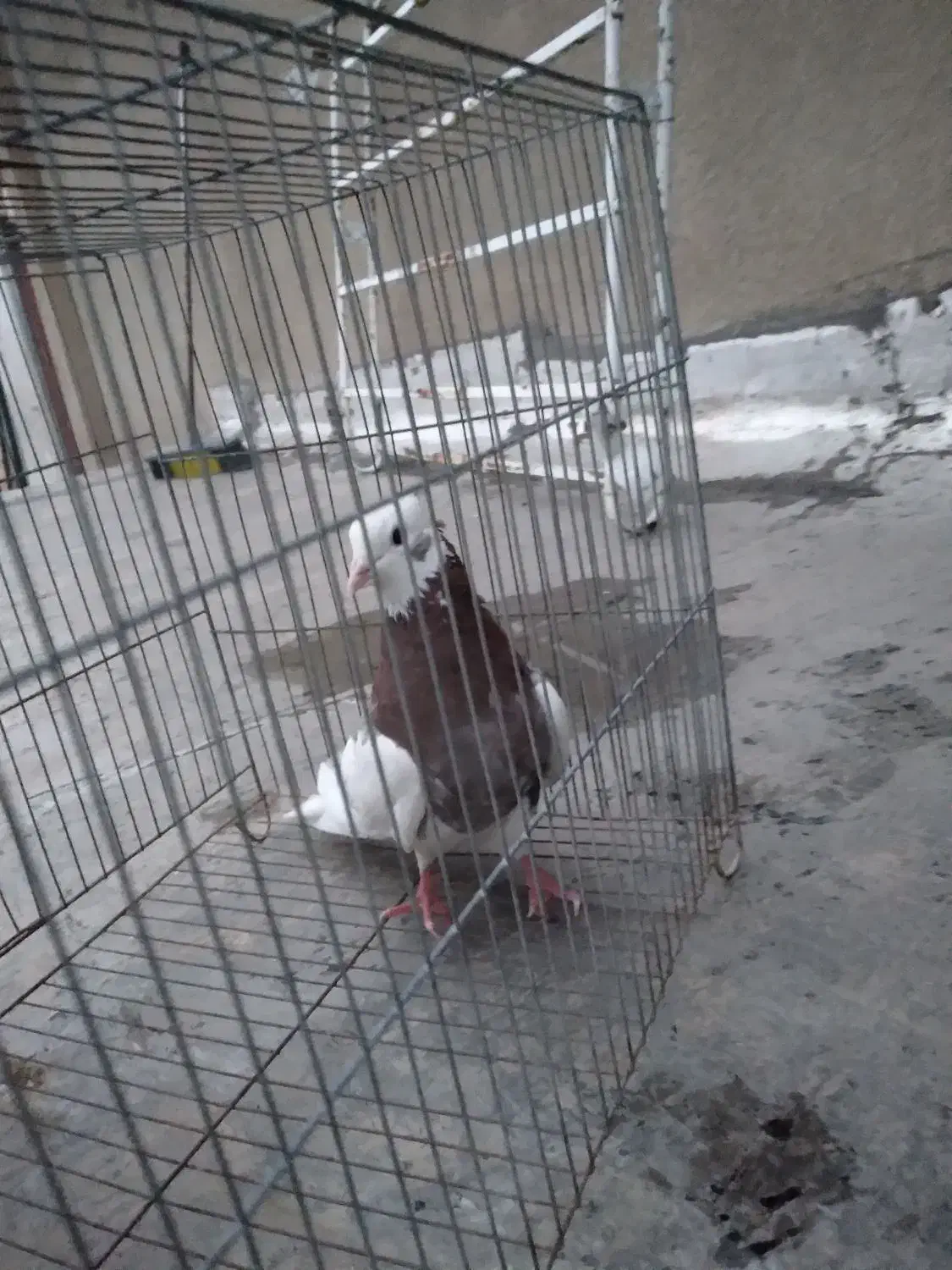 کفتر ماده|پرنده|جوانرود, |دیوار