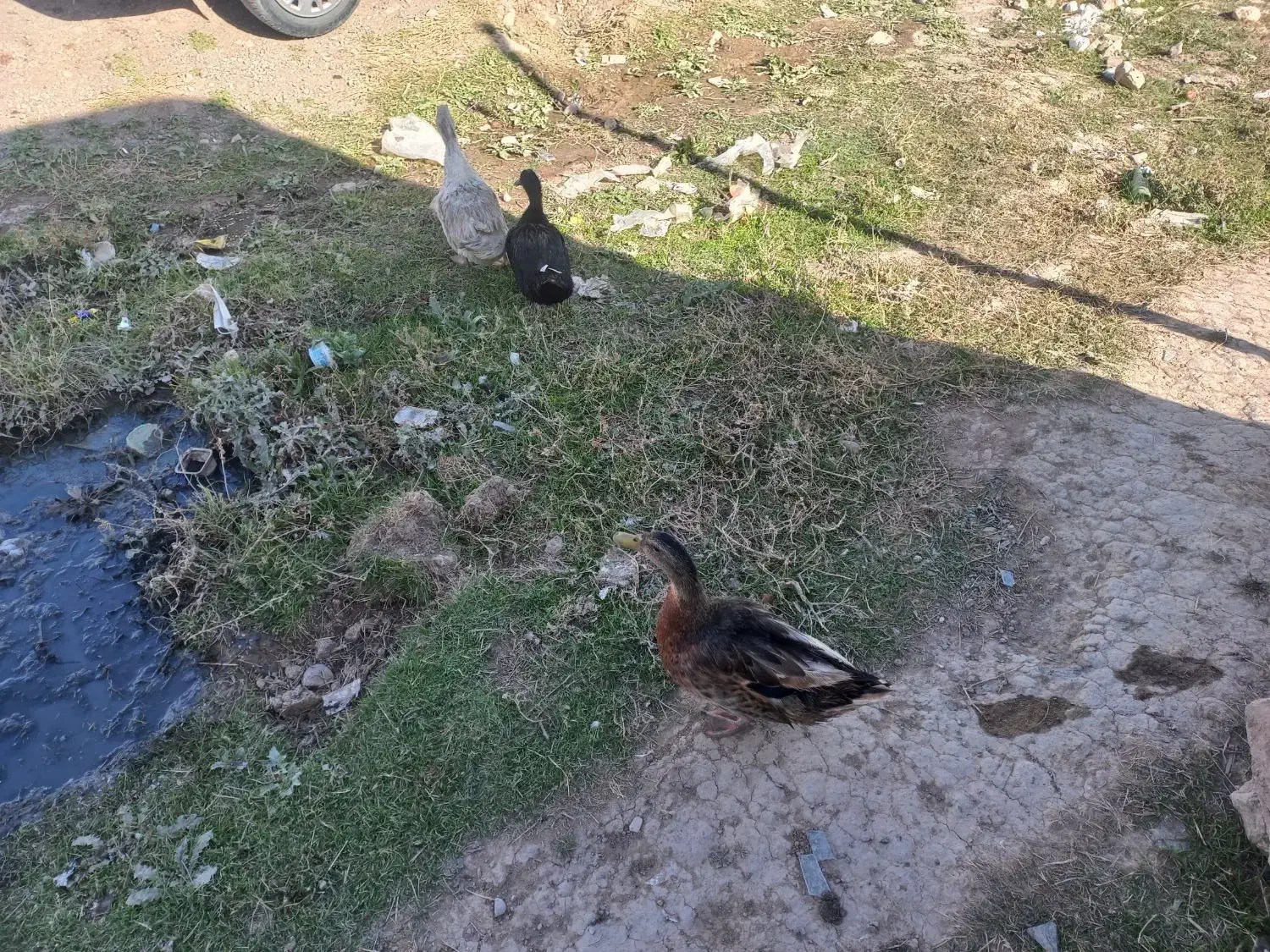 اردک و مرغ تخم گذار|حیوانات مزرعه|اردبیل, |دیوار