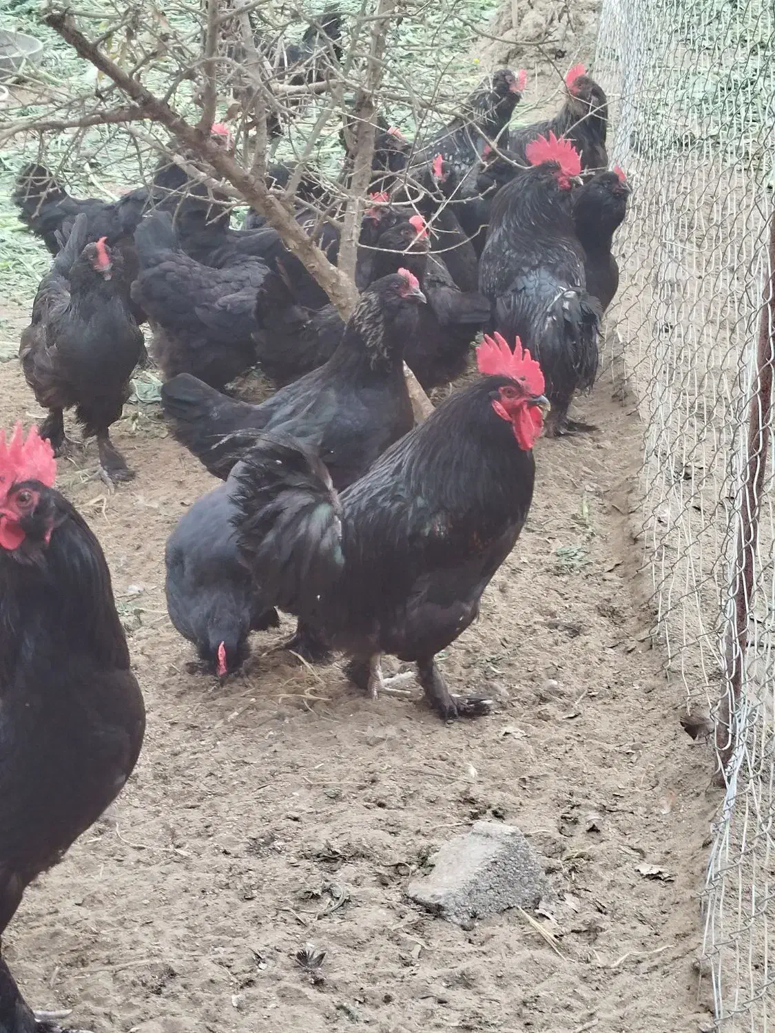 فروش تخم نطفه درصدبالای اصل مرندی|حیوانات مزرعه|طبقده, |دیوار