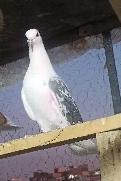 کبوتر گمشده|حیوانات|نسیمشهر, |دیوار