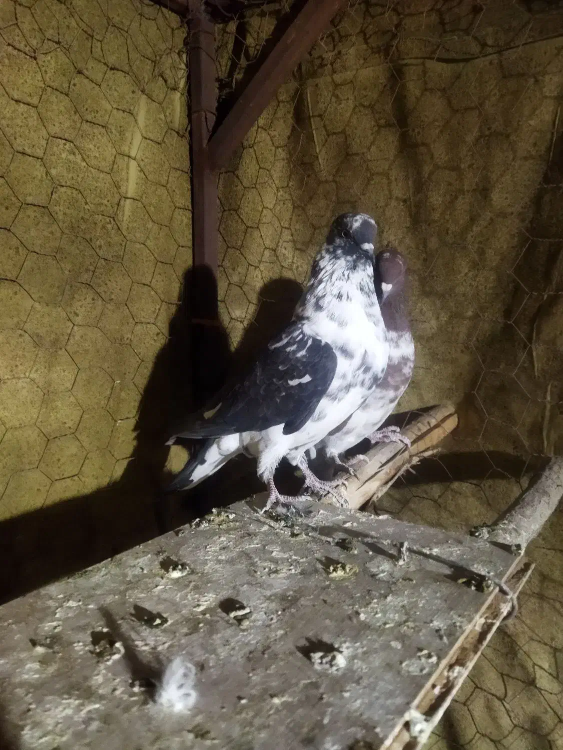 کبوتر رفتنی|حیوانات|نوشین شهر, |دیوار