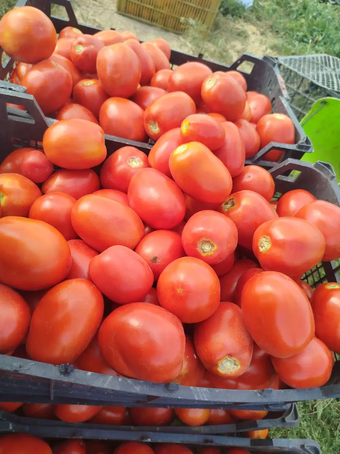 گوجه ربی روستای جهتلو (آدرس نزدیک و سر راست)|عمده‌فروشی|ارومیه, |دیوار