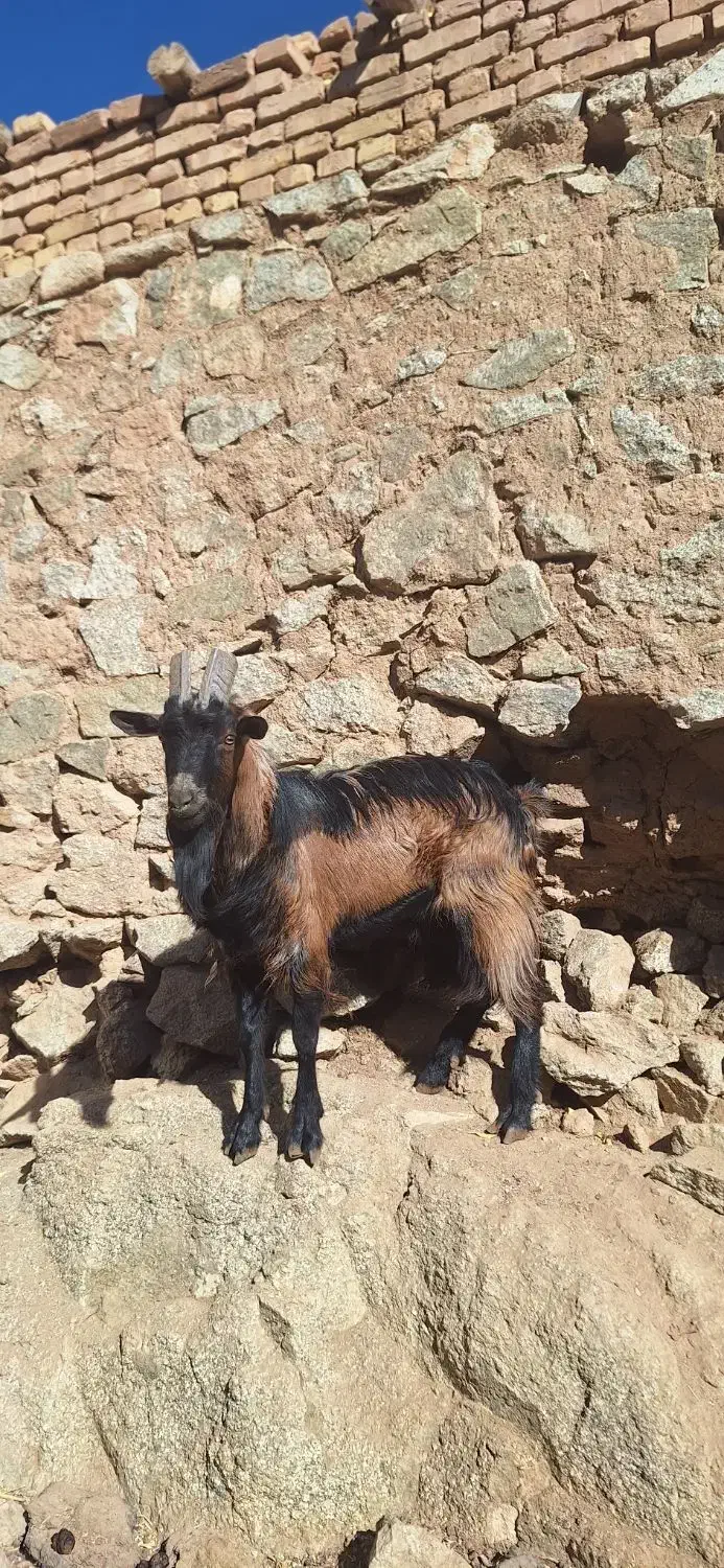 چپش آلپاین اصل|حیوانات مزرعه|تفت, |دیوار