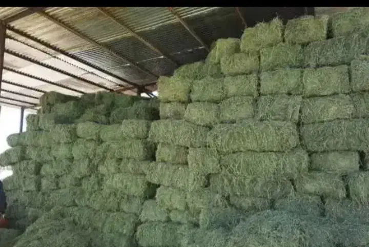 یونجه بسته بندی درجه یک چین سوم و چهارم|لوازم جانبی حیوانات|نهاوند, |دیوار