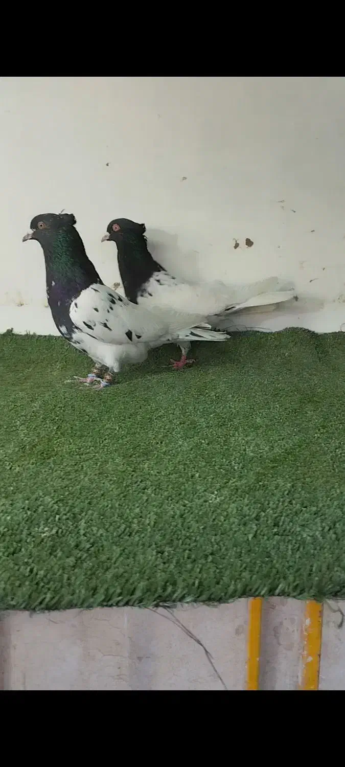 کفتر کله ، دم سفید ، خطی|پرنده|مشهد, ویلاشهر|دیوار