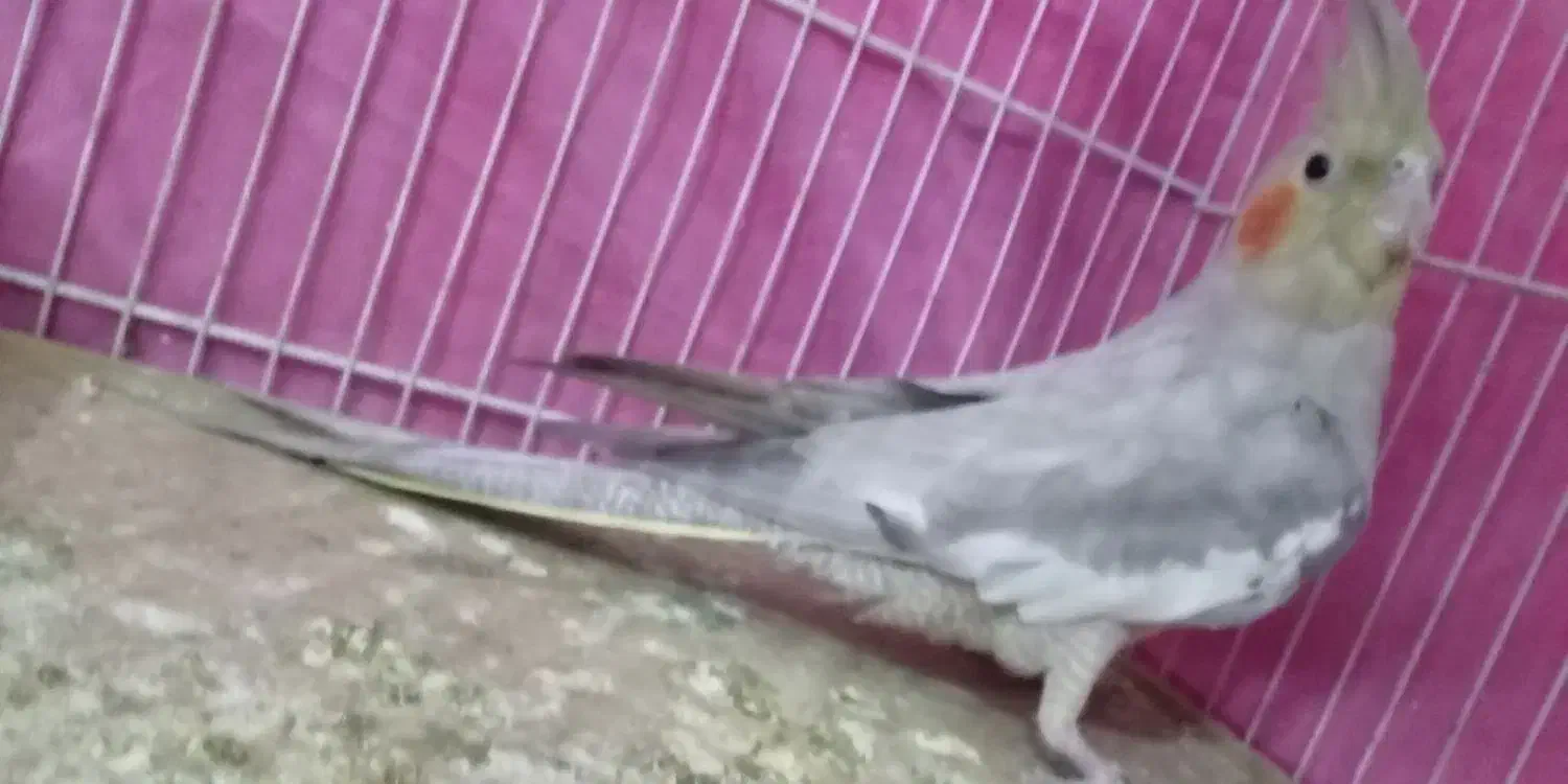 عروس|پرنده|باخزر, |دیوار