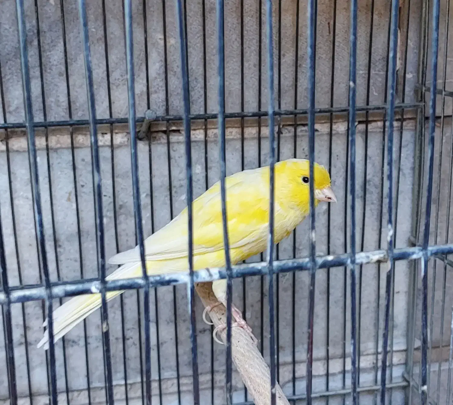 قناری نر و ماده|پرنده|ری, دیلمان|دیوار