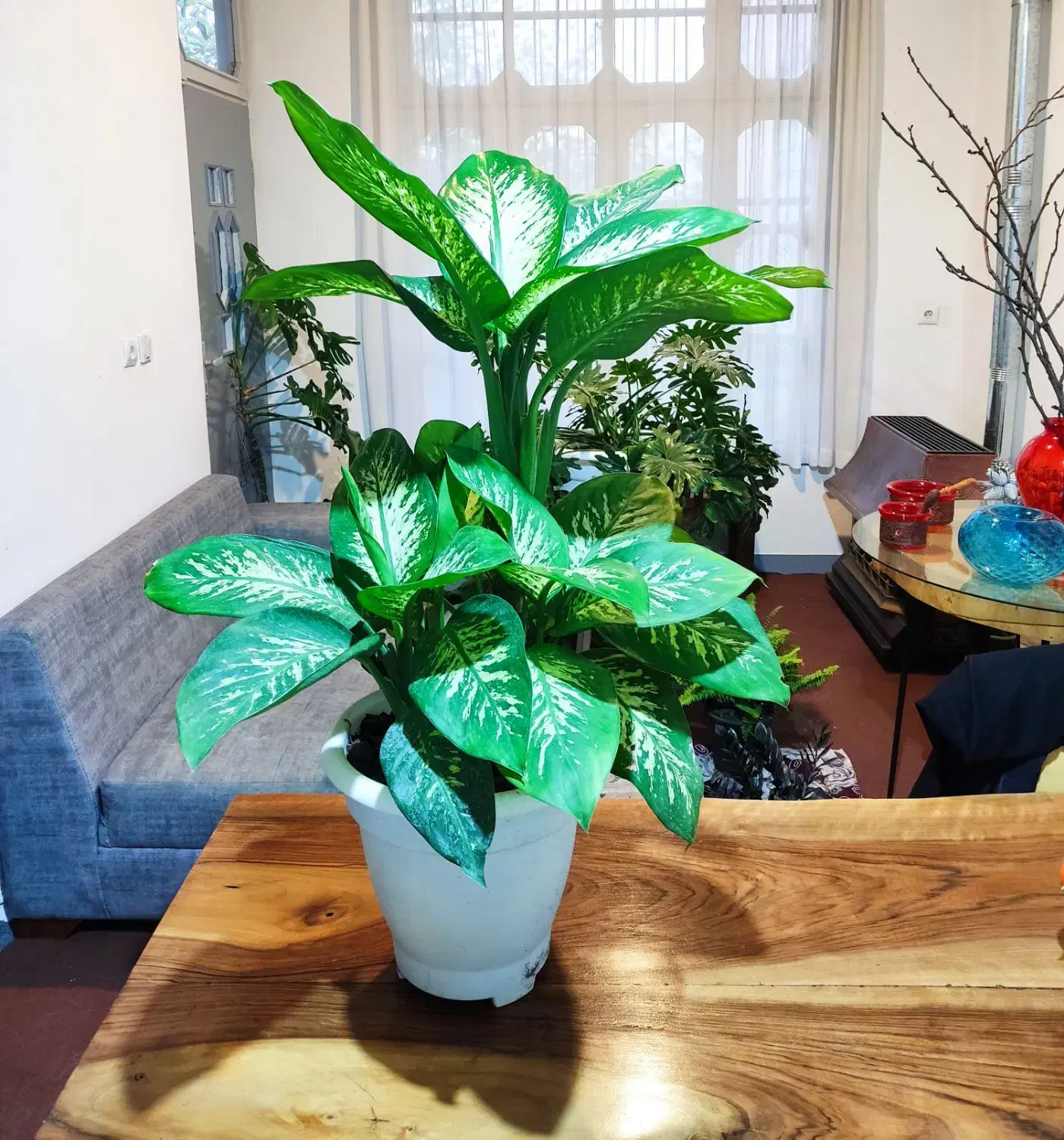 دیفن باخیا چند بوته|گل و گیاه طبیعی|آمل, |دیوار