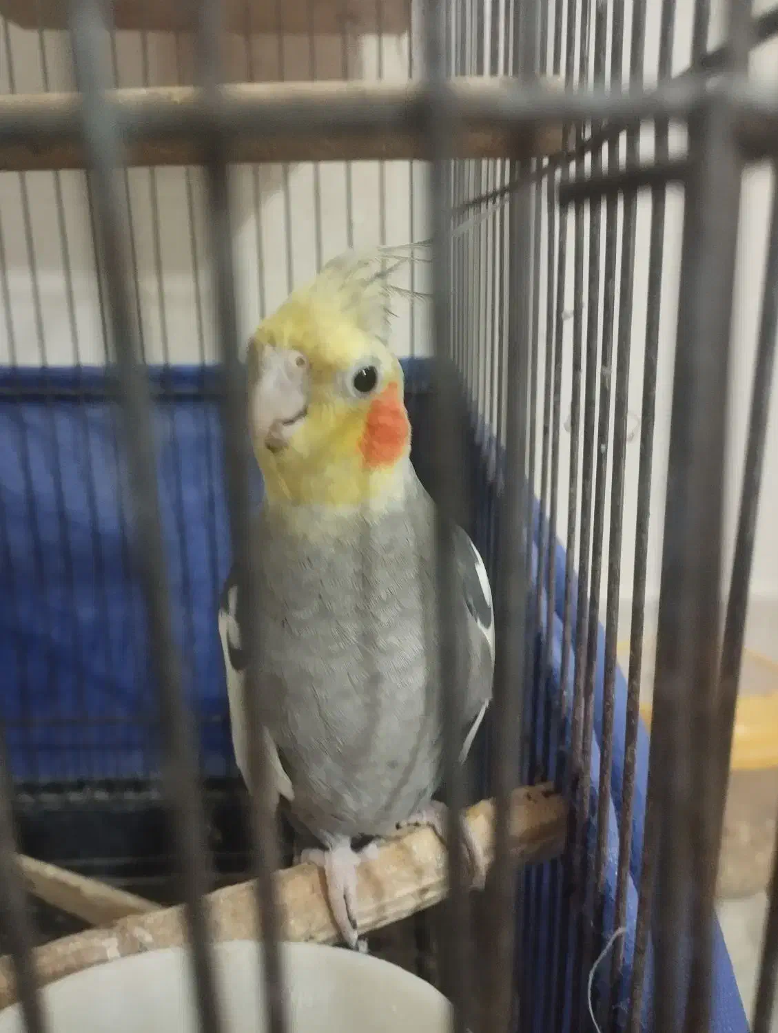 مرغ عروس|پرنده|کاشان, شهرک انقلاب|دیوار