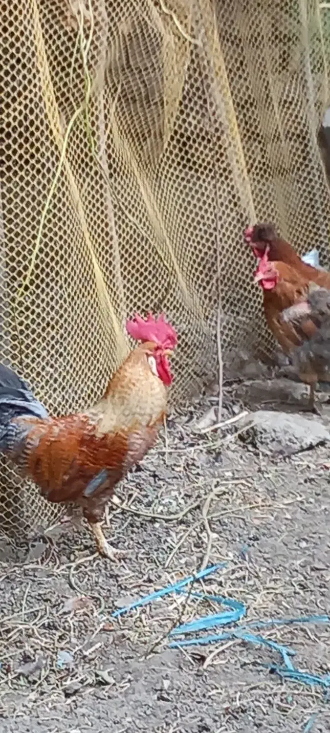 خروس|حیوانات مزرعه|محمدشهر, محمدشهر|دیوار