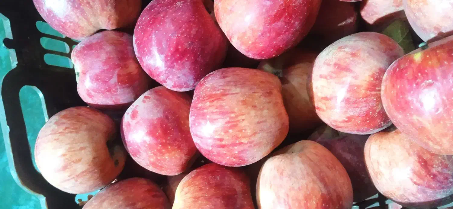 سیب درجه یک|خوردنی و آشامیدنی|اشنویه, |دیوار