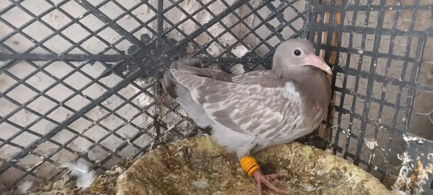 جوجه سار ه مشکی قزوینی|پرنده|تربتحیدریه, مسجد جامع|دیوار