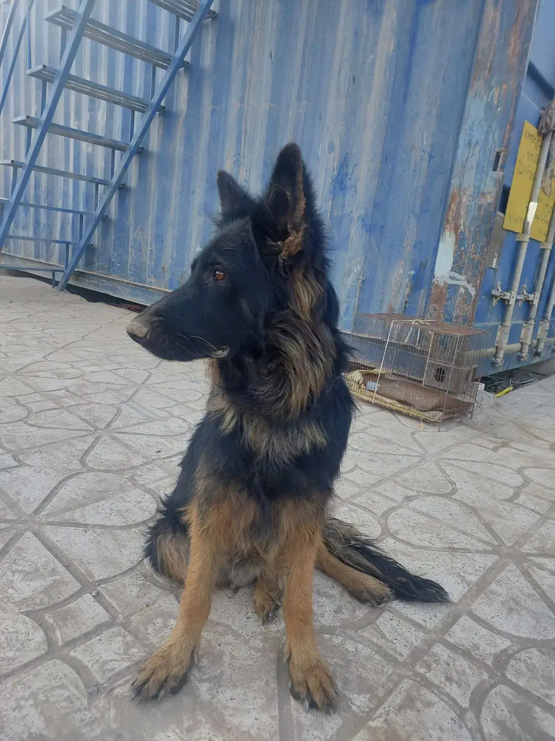 معاوضه ژرمن ماده|سگ|صباشهر, |دیوار