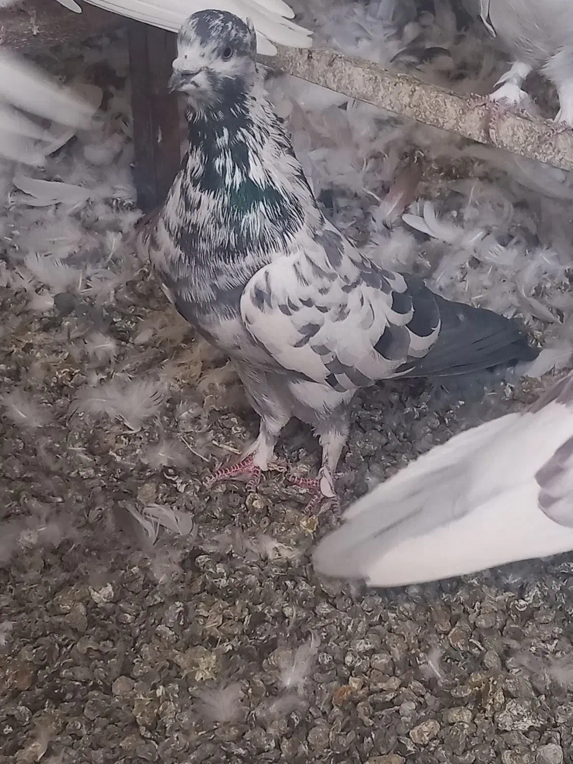 کبوتر تهرانی|پرنده|کرج, کوی امامیه|دیوار