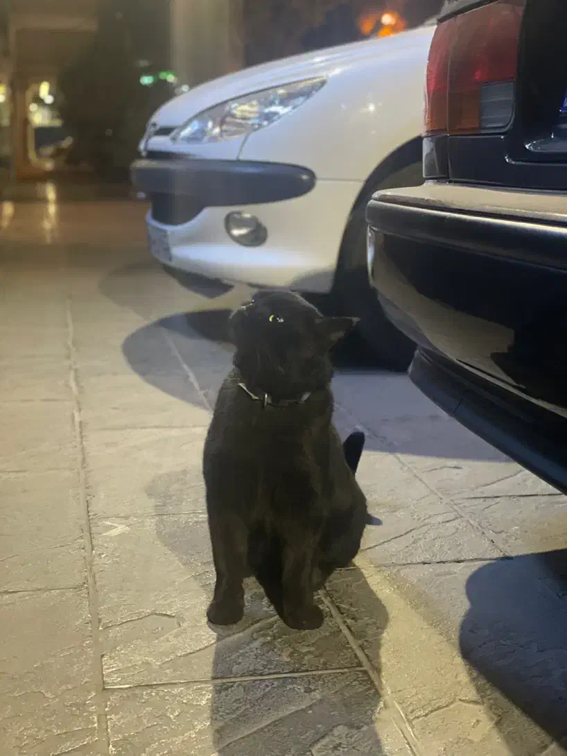 گربه مشکی پیدا شده با قلاده ابی|حیوانات|کرمان, |دیوار