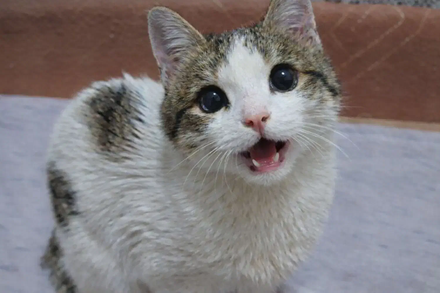 گمشده|حیوانات|قم, شهید رجایی|دیوار