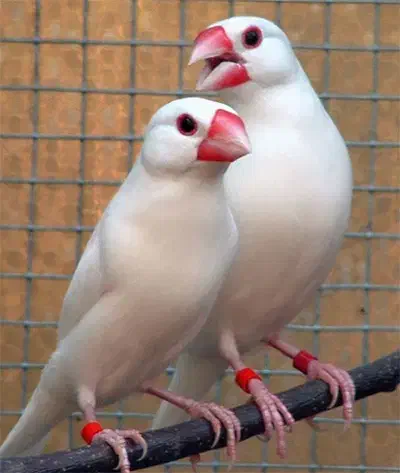 فنچ نرگسی توافقی|پرنده|مشهد, بهمن|دیوار