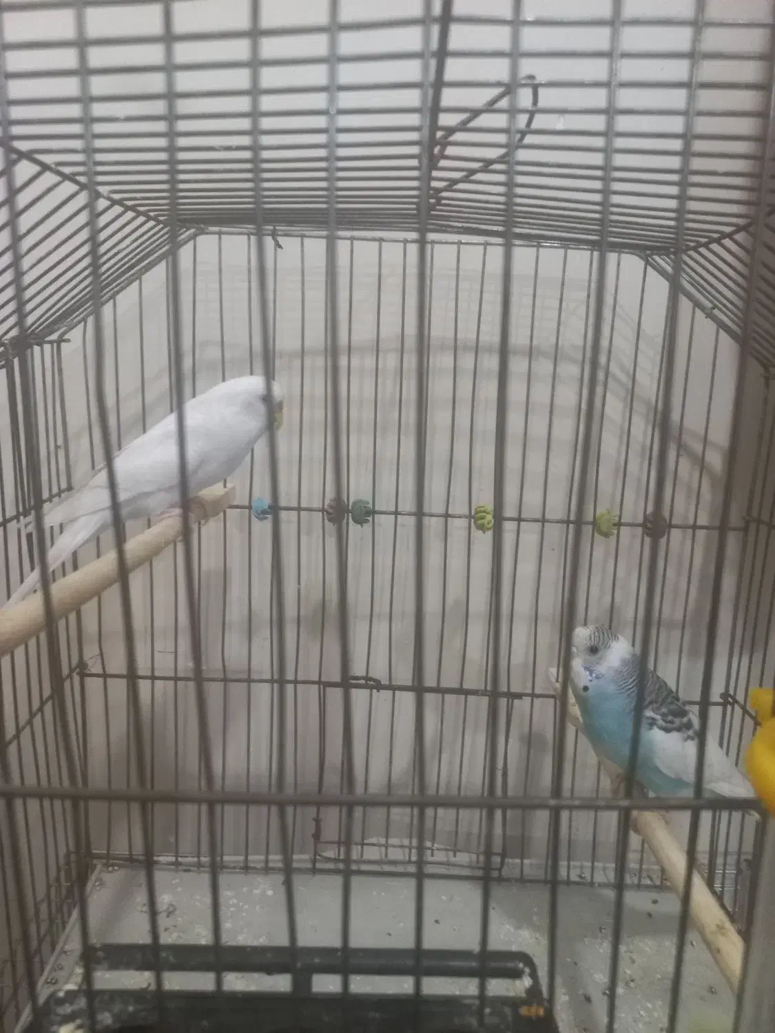 یک جفت مرغ عشق سرحال وآماده باقیمت مقطوع ۴۰۰تومان|پرنده|اهر, |دیوار