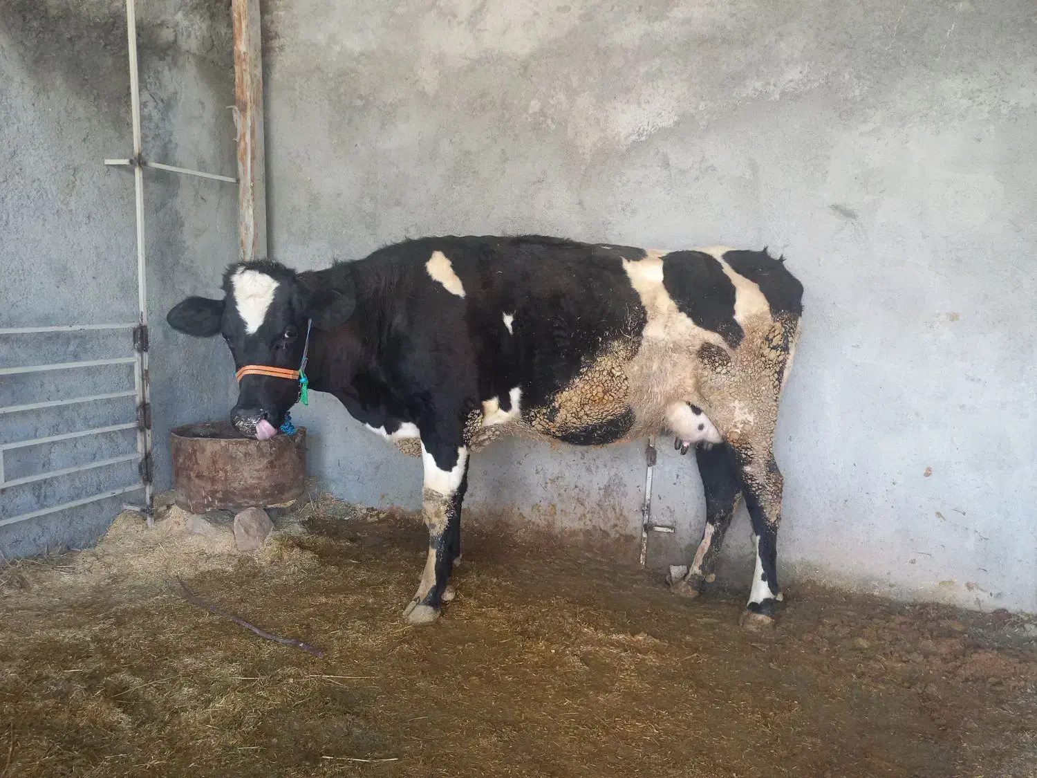 گاو شیری|حیوانات مزرعه|چگنی, |دیوار