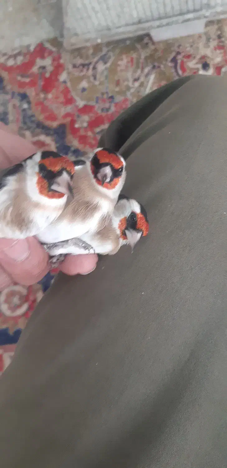 سهره و قناری خوشگل|پرنده|اردبیل, |دیوار