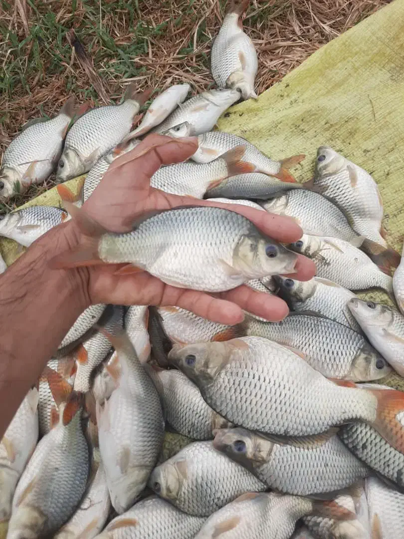 بچه ماهی آمور وکپور|ماهی|شوشتر, |دیوار