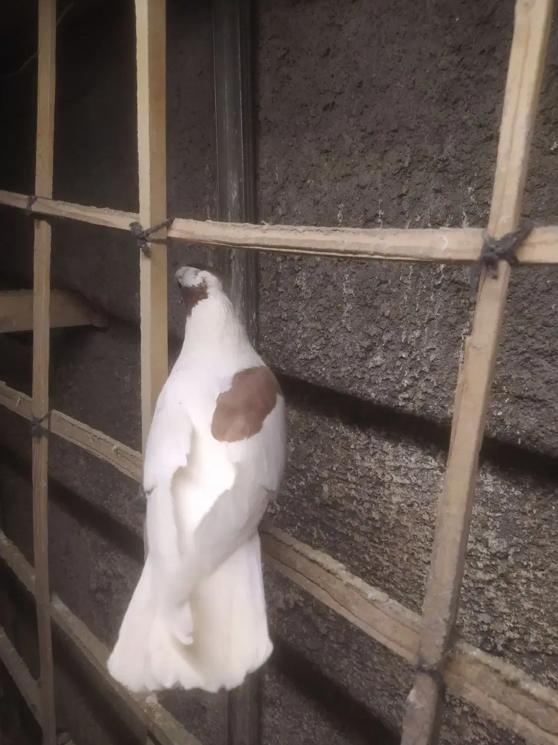 ابلاغ سرخ نر|پرنده|مشهد, کوشش|دیوار