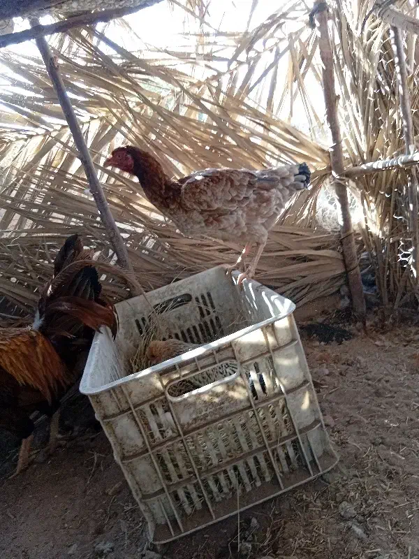 مرغ لاری مامله ای با سگ|سگ|جیرفت, |دیوار