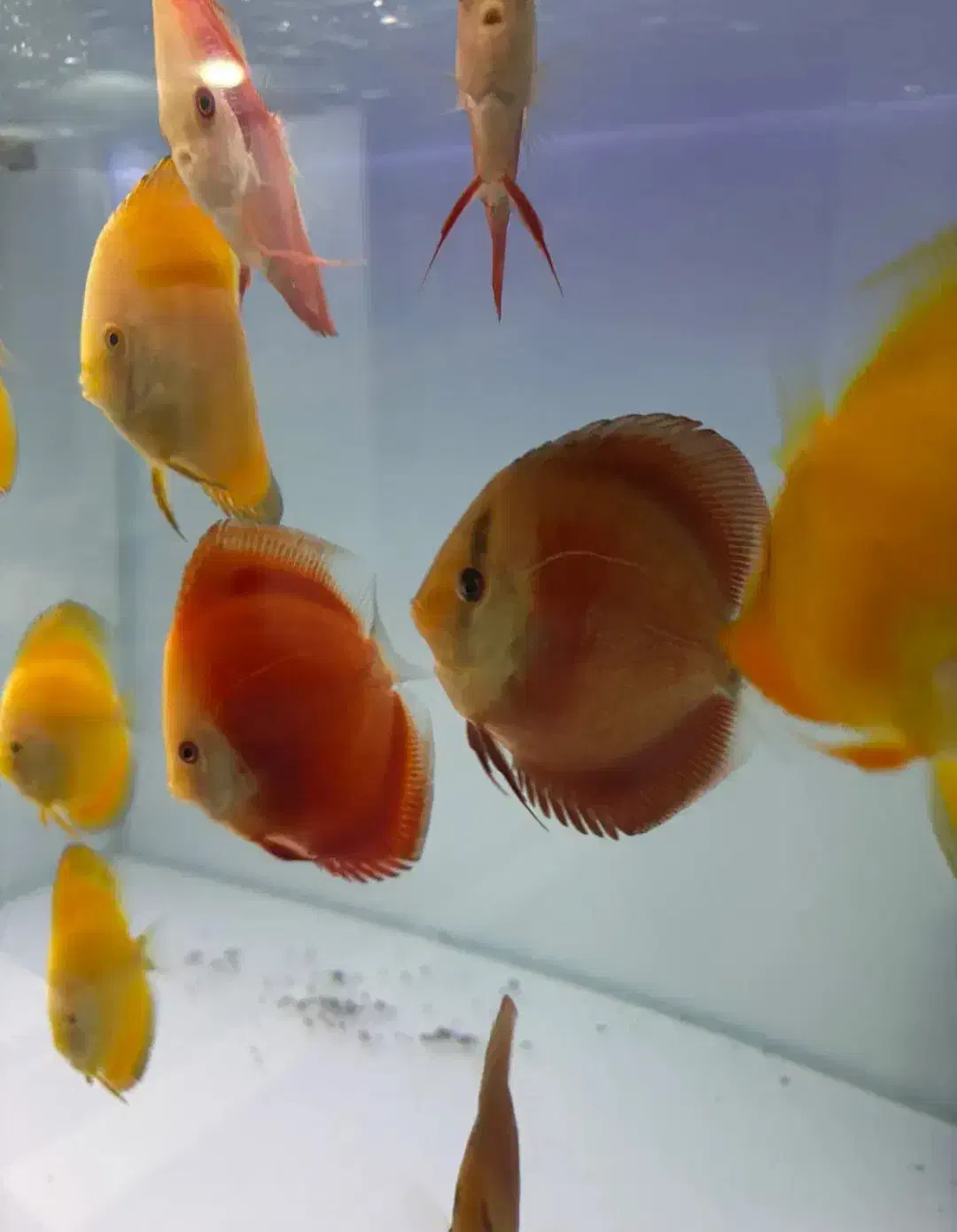 ماهی دیسکس|ماهی|مشهد, شهید مطهری|دیوار