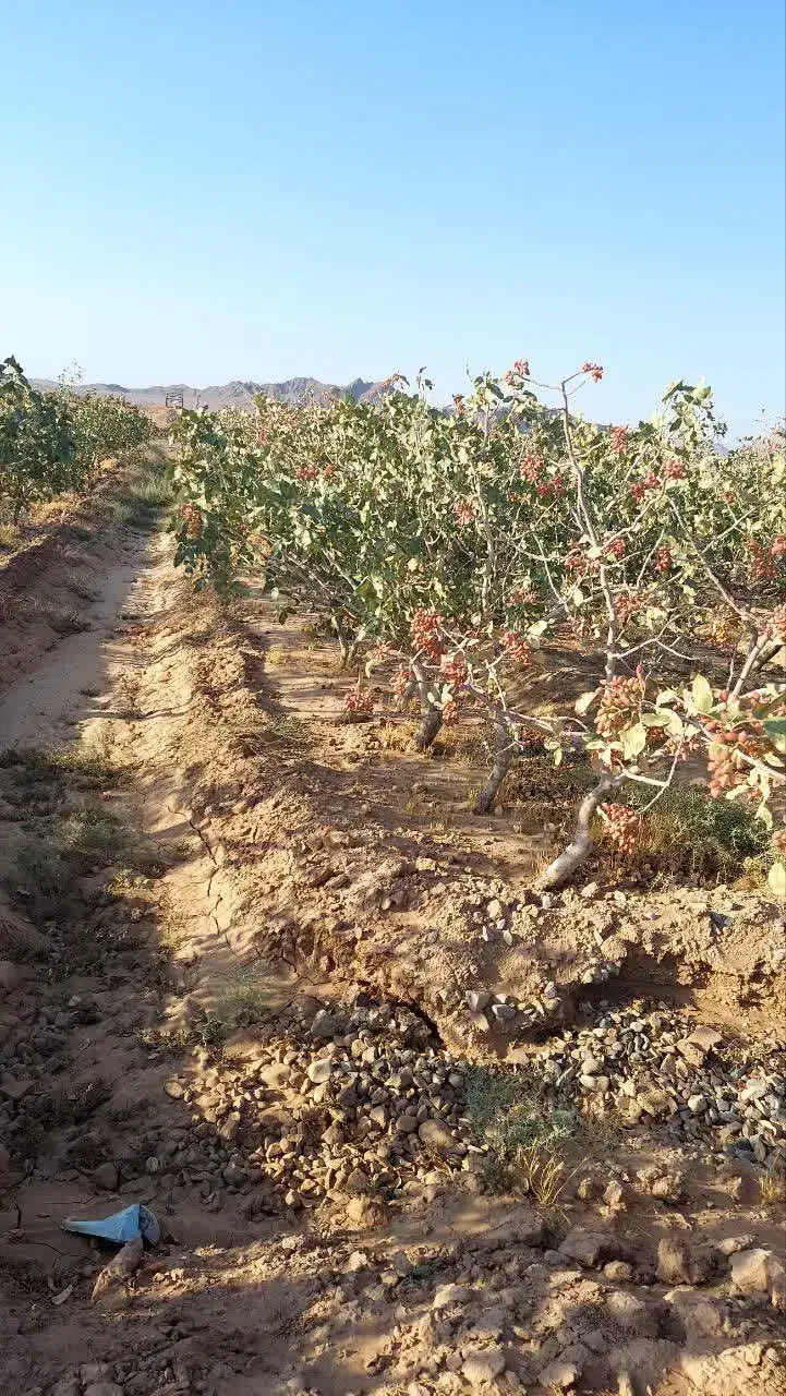 فروش باغ پسته  همراه ۲۴ ساعت واستخرشخصی|فروش دفتر صنعتی، کشاورزی، تجاری|گناباد, |دیوار