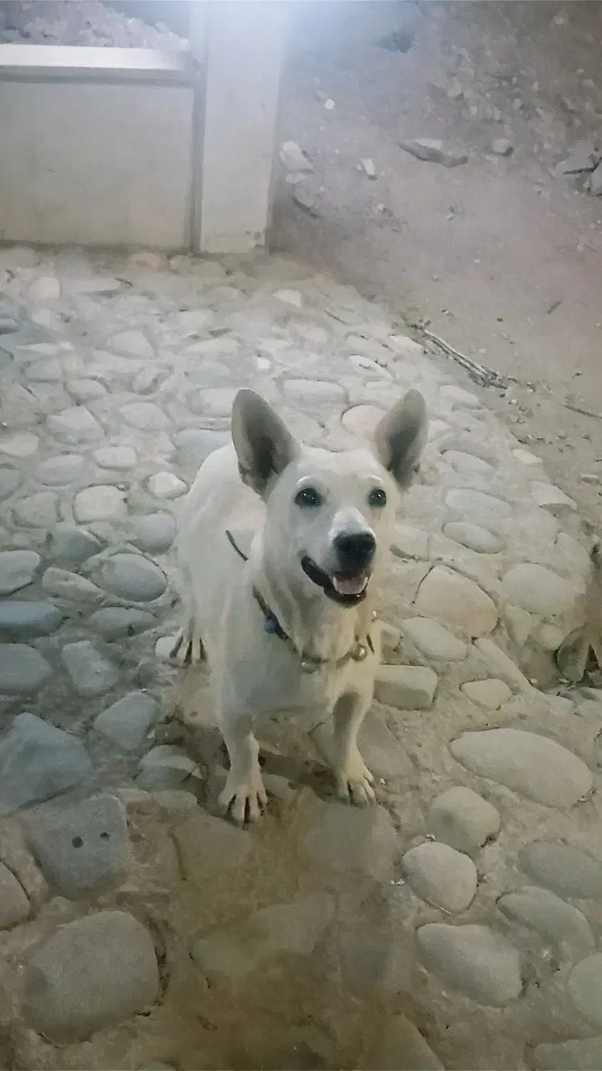 سگ پاپی نرچه خوشگل بشرط|سگ|ساوه, |دیوار