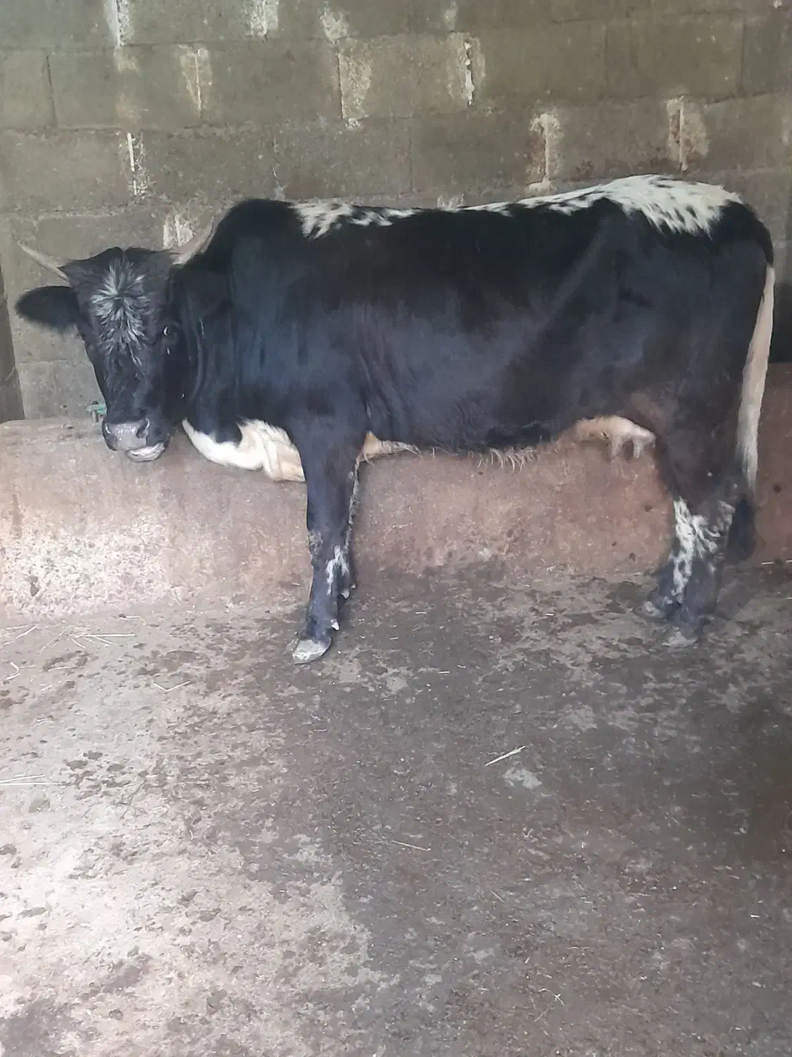 گاو گوساله نر|حیوانات مزرعه|صومعه‌سرا, |دیوار