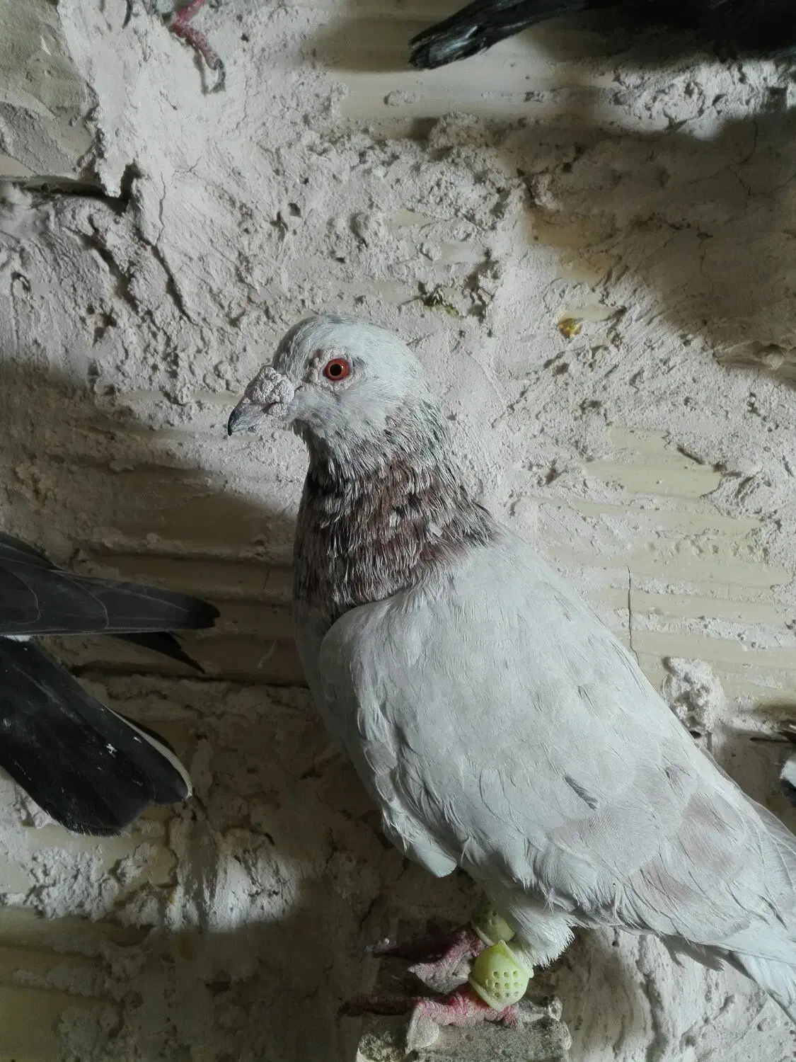 7 تا کفتر پرشی صید|پرنده|مشهد, شهید قربانی|دیوار